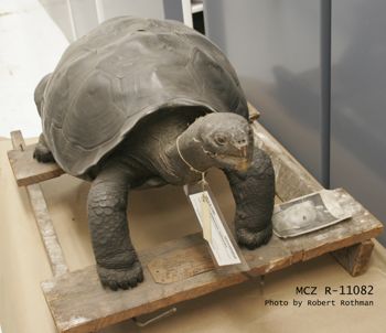 Media type: image; Herpetology R-11082